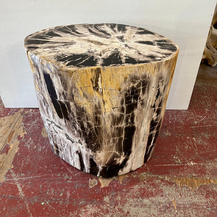 Collection image for: Petrified Wood