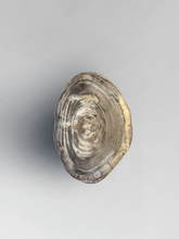Load image into Gallery viewer, Petrified Stool 3
