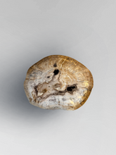 Load image into Gallery viewer, Petrified Stool 2
