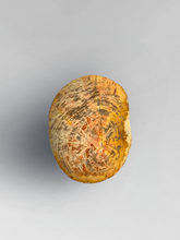 Load image into Gallery viewer, Petrified Stool 4
