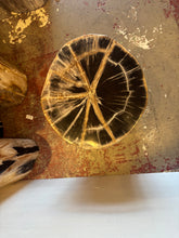 Load image into Gallery viewer, Petrified Stool 17
